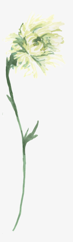 This Graphics Is Blooming White Floral Transparent - Watercolor Painting