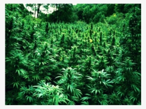 Weed - Ganja Paradise