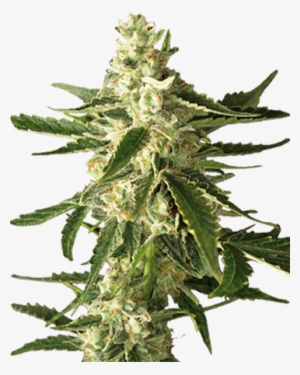 Great White Shark Feminized Cannabis Seeds - Seed