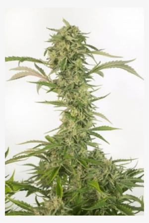 Dinafem / Fem 10 Pack / Og Kush Cbd Automatic - Mobydick Xxl Auto Dinafem
