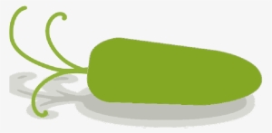 Mb Image/png - Baby Carrot