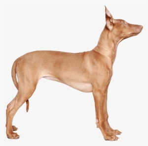 Appearance Of Pharaoh Hound - Pharaoh Hound