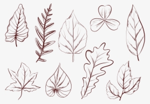 Vector Transparent Egypt Drawing Flora - Leaf Shape Line