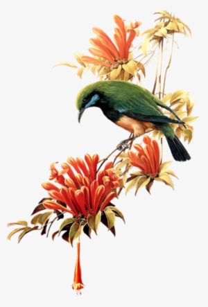 Birds On Branches - Birds