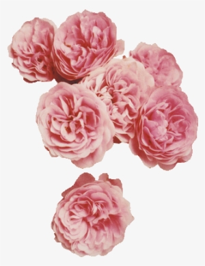 64 Images About Flower Png On We Heart It