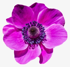 Peel N Stick Poster Of Poppy Flower Bloom Purple Blossom