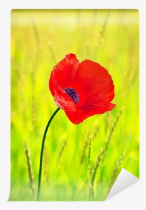 Corn Poppy