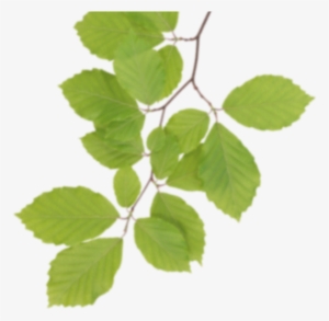 Real Leaves Png Clipart - Real Leaves Clipart