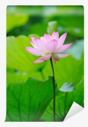 Sacred Lotus