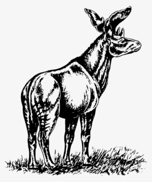 Mule Mahadeva Donkey Horse Download - Clip Art