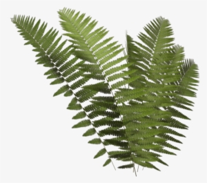 Leptosporangiate Fern Plant Clip Art - Ferns Png