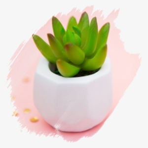 Succulent Brushed