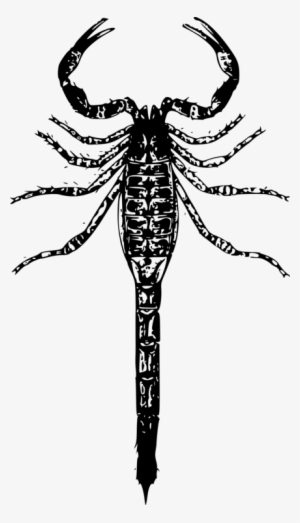 Scorpion T-shirt Designer Poison Opisthacanthus Rugiceps - Scorpion Png