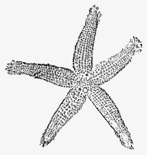 Drawing Starfish Colour - Fish Clip Art