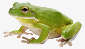 Frog Png Image With Transparent Background - Frog Png