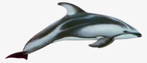 Image - Pacific White Sided Dolphin Png