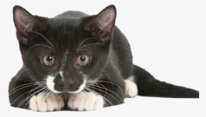 Cat Black Png - Cat Sense