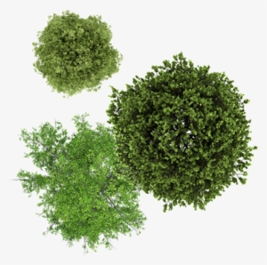 Tree Drawing Top View Png