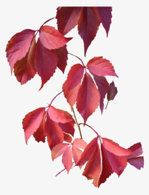 Leaves Png Image - Autumn Leaves Png