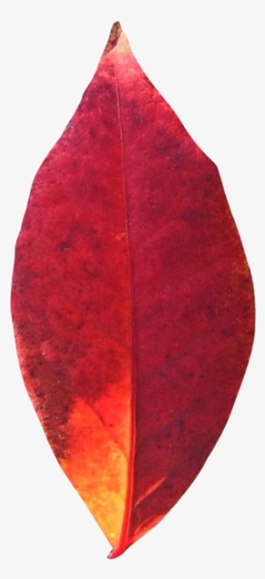 Autumn Leaf Png Transparent Image - Leaf
