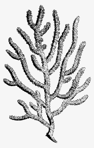 Png Stock Coral Big Image Png - Coral Drawing No Background