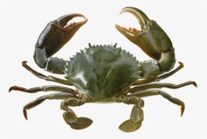 Crab Transparent Background - Crab Kerala