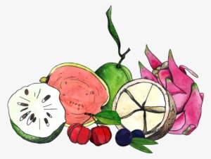 Drawings Of Graviola, Acerola, Goiaba, Pitaya, Cupuacu, - Illustration