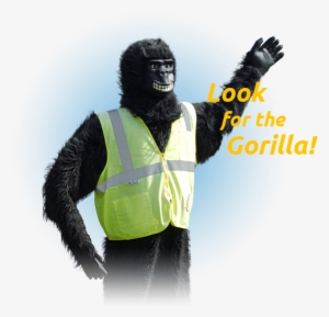 Img Allpages Gorilla - Gorilla In Hi Viz