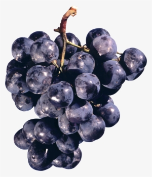 Grape Png Image - Concord Grapes Png