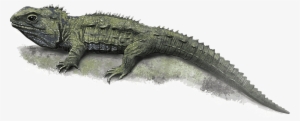 Visit - Tuatara Png