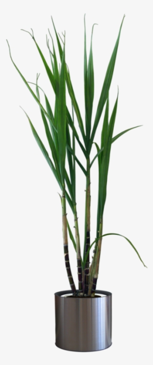 Potted Plants Png - Maceta Con Planta Png