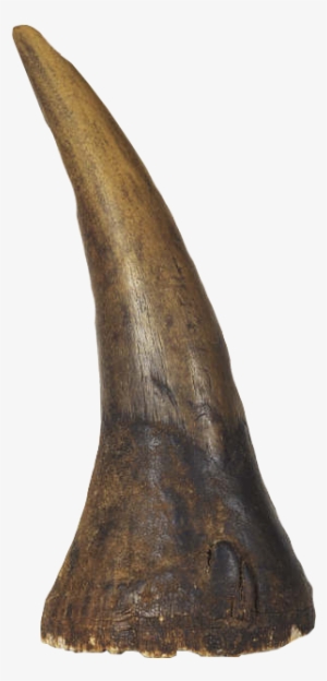 Vector Freeuse Albrecht D Rer S Rhinoceros Horn Warehouse - Rhino Horn Transparent