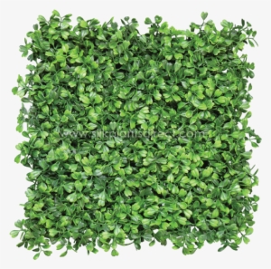 Shrub Png Plan Download - Hedge Png