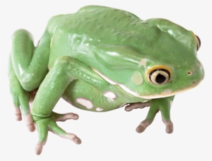 Free Png Frog Png Images Transparent - Frog Png