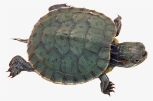 Best Free Turtle Transparent Png File - Turtle Png
