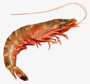 Shrimp - Lobster And Prawn Difference - 600x600 PNG Download - PNGkit