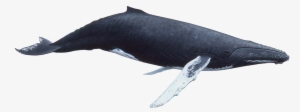 Humpback Whale Png Banner Royalty Free Library - Whale Png