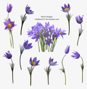 Spring Flowers Png 2 By Vladlena111 - Flower Real Png Deviantart