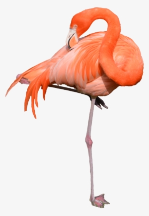 Flamingo Standing - Stock Photos Of Flamingo