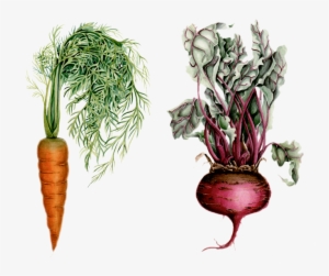 Clip Art Library Download Beet Drawing Watercolor - Illustration