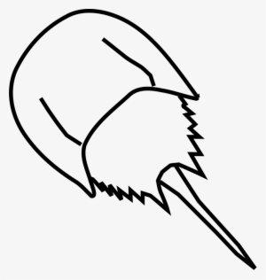 Horseshoe Crab Drawing - Horseshoe Crab Drawing Easy