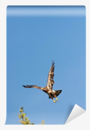 Wild Immature Bald Eagle Takeoff Wall Mural • Pixers® - Osprey