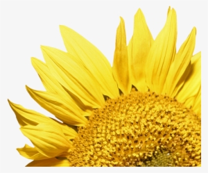 Sunflower Corner - Sunflower Png Transparent Background