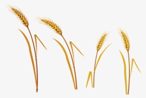 Wheat Png
