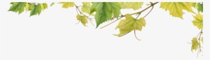 Wine Leaves