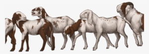 Feralgoatsday - Herd Of Goat Png