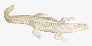 White Crocodile Png Image - White Crocodile Png