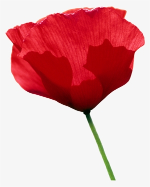 Click And Drag To Re-position The Image, If Desired - Tulip