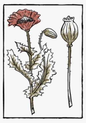 Book Herb10 - Book