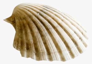 Яндекс - Фотки - Clam Png